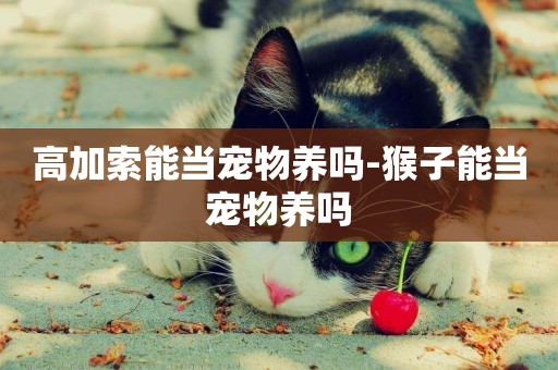 高加索能当宠物养吗-猴子能当宠物养吗